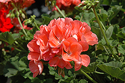Allure Salmon Geranium (Pelargonium 'Allure Salmon') at Lakeshore Garden Centres
