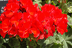 Allure Scarlet Geranium (Pelargonium 'Allure Scarlet') at Lakeshore Garden Centres