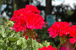 Allure Violet Geranium (Pelargonium 'Allure Violet') at Lakeshore Garden Centres