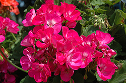 Dynamo Bright Lilac Geranium (Pelargonium 'Dynamo Bright Lilac') at Lakeshore Garden Centres