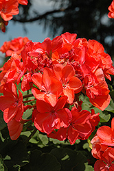 Dynamo Dark Salmon Geranium (Pelargonium 'Dynamo Dark Salmon') at Lakeshore Garden Centres