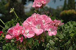 Dynamo Light Pink Geranium (Pelargonium 'Dynamo Light Pink') at Lakeshore Garden Centres