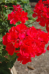 FanZone Neon Geranium (Pelargonium 'FanZone Neon') at Lakeshore Garden Centres