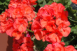 Pinnacle Neon Geranium (Pelargonium 'Pinnacle Neon') at Lakeshore Garden Centres