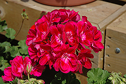 Pinnacle Plum Geranium (Pelargonium 'Pinnacle Plum') at Lakeshore Garden Centres
