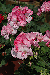 Pinnacle Appleblossom Geranium (Pelargonium 'Pinnacle Appleblossom') at Lakeshore Garden Centres