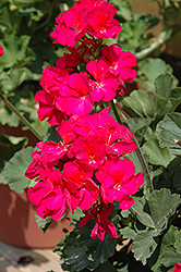 Sunrise XL Violet Geranium (Pelargonium 'Sunrise XL Violet') at Lakeshore Garden Centres