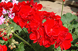 Sunrise XL True Red Geranium (Pelargonium 'Sunrise XL True Red') at Lakeshore Garden Centres