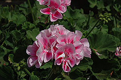 Sunrise XL Raspberry Eye Geranium (Pelargonium 'Sunrise XL Raspberry Eye') at Lakeshore Garden Centres