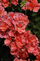 Sunrise XL Orange Geranium (Pelargonium 'Sunrise XL Orange') at Lakeshore Garden Centres