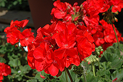 Sunrise XL Dark Salmon Geranium (Pelargonium 'Sunrise XL Dark Salmon') at Lakeshore Garden Centres