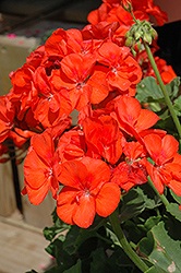 Sunrise Orange Geranium (Pelargonium 'Sunrise Orange') at Lakeshore Garden Centres