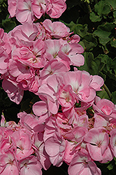 Sunrise Light Pink Geranium (Pelargonium 'Sunrise Light Pink') at Lakeshore Garden Centres