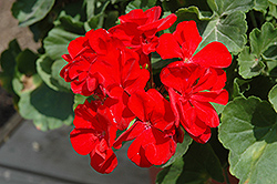 Sunrise Dark Red Geranium (Pelargonium 'Sunrise Dark Red') at Lakeshore Garden Centres