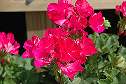 FanZone Rose Geranium (Pelargonium 'FanZone Rose') at Lakeshore Garden Centres