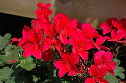Sarita Hot Pink Geranium (Pelargonium 'Sarita Hot Pink') at Lakeshore Garden Centres