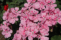 Sarita Soft Pink Geranium (Pelargonium 'Sarita Soft Pink') at Lakeshore Garden Centres
