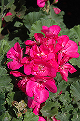 Savannah Blue Geranium (Pelargonium 'Savannah Blue') at Lakeshore Garden Centres