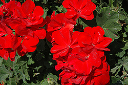 Savannah Carmine Geranium (Pelargonium 'Savannah Carmine') at Lakeshore Garden Centres