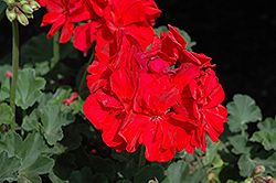 Savannah Dark Red Geranium (Pelargonium 'Savannah Dark Red') at Lakeshore Garden Centres
