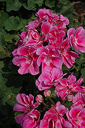 Savannah Lavender Splash Geranium (Pelargonium 'Savannah Lavender Splash') at Lakeshore Garden Centres