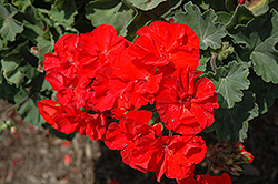 Savannah Orange Geranium (Pelargonium 'Savannah Orange') at Lakeshore Garden Centres