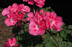 Savannah Pink Geranium (Pelargonium 'Savannah Pink') at Lakeshore Garden Centres