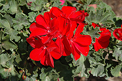 Savannah Really Red Geranium (Pelargonium 'Savannah Really Red') at Lakeshore Garden Centres