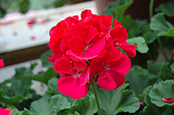 Rocky Mountain Magenta Geranium (Pelargonium 'Rocky Mountain Magenta') at Lakeshore Garden Centres