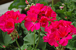 Rocky Mountain Violet Geranium (Pelargonium 'Rocky Mountain Violet') at Lakeshore Garden Centres