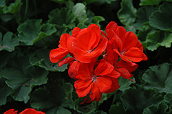 Tango Orange Geranium (Pelargonium 'Tango Orange') at Lakeshore Garden Centres