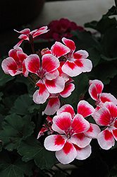 Tango Rose Mega Splash Geranium (Pelargonium 'Tango Rose Mega Splash') at Lakeshore Garden Centres
