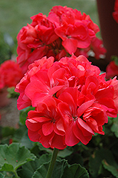 Master Idols Coral Geranium (Pelargonium 'Master Idols Coral') at Lakeshore Garden Centres