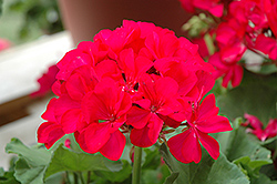 Master Idols Neon Purple Geranium (Pelargonium 'Master Idols Neon Purple') at Lakeshore Garden Centres