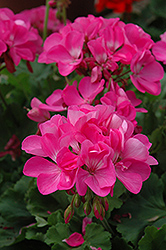 Master Idols Pink Geranium (Pelargonium 'Master Idols Pink') at Lakeshore Garden Centres