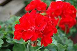 Master Idols Red Geranium (Pelargonium 'Master Idols Red') at Lakeshore Garden Centres