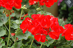 Master Idols Scarlet Red Geranium (Pelargonium 'Master Idols Scarlet Red') at Lakeshore Garden Centres