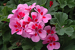 Pop Idols Lilac Eye Geranium (Pelargonium 'Pop Idols Lilac Eye') at Lakeshore Garden Centres