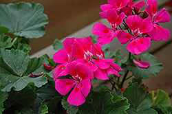 Pop Idols Neon Pink Geranium (Pelargonium 'Pop Idols Neon Pink') at Lakeshore Garden Centres