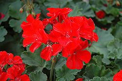 Pop Idols Red Geranium (Pelargonium 'Pop Idols Red') at Lakeshore Garden Centres