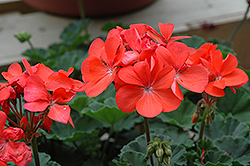 Pop Idols Salmon Geranium (Pelargonium 'Pop Idols Salmon') at Lakeshore Garden Centres