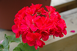 Summer Idols Cerise Geranium (Pelargonium 'Summer Idols Cerise') at Lakeshore Garden Centres