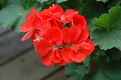 Summer Idols Dark Salmon Geranium (Pelargonium 'Summer Idols Dark Salmon') at Lakeshore Garden Centres