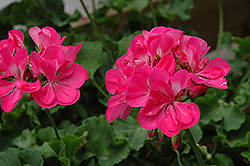 Summer Idols Hot Pink Geranium (Pelargonium 'Summer Idols Hot Pink') at Lakeshore Garden Centres