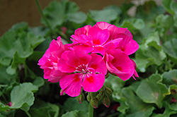 Summer Idols Lilac Eye Geranium (Pelargonium 'Summer Idols Lilac Eye') at Lakeshore Garden Centres