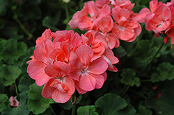 Summer Idols Pink Geranium (Pelargonium 'Summer Idols Pink') at Lakeshore Garden Centres