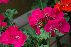 Summer Idols Purple Geranium (Pelargonium 'Summer Idols Purple') at Lakeshore Garden Centres