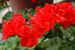 Summer Idols Red Geranium (Pelargonium 'Summer Idols Red') at Lakeshore Garden Centres
