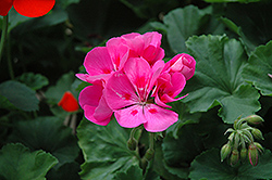 Summer Idols Rose Eye Geranium (Pelargonium 'Summer Idols Rose Eye') at Lakeshore Garden Centres