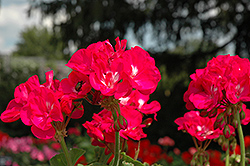 Dynamo Purple Geranium (Pelargonium 'Dynamo Purple') at Lakeshore Garden Centres